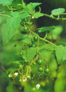 Cà đắng ngọt, Dây toàn, Bạch anh - Solanum lyratum Thunb