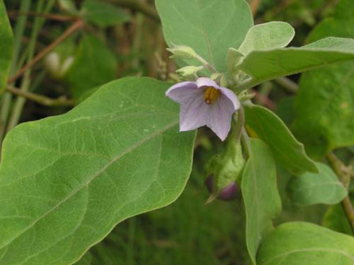 Cà pháo - Solanum undatum